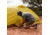 Marmot Tungsten Ultralight Hatchback 3-Person Tent, Dark Citron/Citronelle, One Size, 38720-9819-ONE