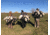 Mayhem Decoys by Heavy Hauler Outdoor Gear Canada Lesser Decoy, 6 Pack, Flocked Head, 0147CFL