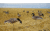 Mayhem Decoys by Heavy Hauler Outdoor Gear Canada Lesser Decoy, Flocked Head, 0147CFL