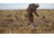Mayhem Decoys by Heavy Hauler Outdoor Gear Canada Lesser Decoy, Flocked Head, 0147CFL