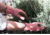 Mechanix Wear Ethel Garden Leopard Gloves - Womens, Orange, Medium, ETH-LP09-520