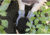 Mechanix Wear Ethel V&amp;A Bloom Utility Gloves - Mens, Bloom, Small, ETH-VAB-510