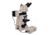 Meiji Techno Halogen Ergo Trino Incident,Transmitted Light BF,DF Metallurgical Microscope, BEIGE, LARGE MT8530EH