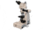 Meiji Techno Halogen Ergo Trino Incident,Transmitted Light BF Microscope, BEIGE, LARGE MT8100EH