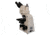 Meiji Techno LED Ergonomic Trinocular Brightfield,Phase Contrast Biological Microscope,MT5310EL, BEIGE, LARGE MT5310EL