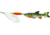 Mepps Comet Mino In-Line Spinner 1/2 oz Silver-Perch, C5M S-PCH