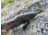 Midgards-Messer Idun Fixed Blade