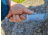 Midgards-Messer Thunrar Backup Fixed Blade