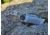 Midgards-Messer Thunrar Backup Fixed Blade