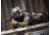 MIRA Safety CM-7M Military Gas Mask, Black, Small, CM7M1, EDEMO1