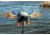 Mojo Es Mini Mallard Drake Decoy w/ Remote, Mallard, HW2487