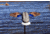 Mojo Es Mini Mallard Drake Decoy w/ Remote, Mallard, HW2487