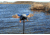 Mojo Es Mini Mallard Drake Decoy w/ Remote, Mallard, HW2487