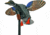 Mojo Es Mini Mallard Drake Decoy w/ Remote, Mallard, HW2487
