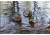 Mojo Folding Keel Decoys,Pack of 6 HW2449