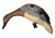 Mojo Gadwall Decoy 80375
