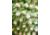 Moment T-Series Macro Lens, 10x, 130-107