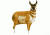 antelope buck decoy, brown