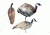 canada goose combo decoy, brown/white