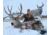 Montana Decoy Co. Muley Buck Decoy