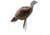 Montana Decoy Co. Purr-Fect Pair XD Decoy Combo