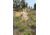 Montana Decoy Co. Sitting Coyote Decoy