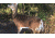 Montana Decoy Co. Teaser Tail  Decoy, NSN N 74