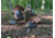 Montana Decoy Co. Wiley Tom 3D Turkey Decoy, Multi, 44