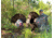 Montana Decoy Co. Wiley Tom 3D Turkey Decoy