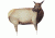 cow elk i decoy, brown