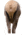 elk rump decoy, brown