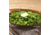 Mountain House Green Beans - Bulk