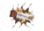 MTN OPS Performance Protein Bar