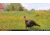 Muddy Matrix Cellular Hunting Trail Camera, 36MP, 1080P, Photo&amp;Video, Cracked Mud Camo, Cracked Mud Camo, MUD-MTRX