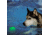 Nite Ize GlowStreak Wild LED Ball, Disc-O, GSBW-07-R8