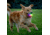 Nite Ize Glowstreak Wild Led Ball - Disc-o - GSBW-07-R8