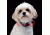 Nite Ize Nite Dawg XS LED Light Up Dog Collar,Neon Pink NND-03-35XS