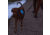 Nite Ize Nitedog LED Collar Cover, N05462