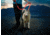 Nite Ize Nitedog Rechargeable Leash, N05463