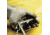 North Safety Products/Haus Glove Butyl 17MIL Rf 14IN SZ11 B174R/11