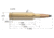 Nosler Custom Rifle Brass 6.5 Creedmoor, 50ct, 44824