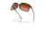 Oakley OO9230 Wildrye Sunglasses - Womens, Olive Ink Frame, Prizm Brown Gradient Lens, 61, OO9230-923004-61