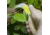 Opinel Pruning Folding Knife No.10, 3.25in, 12C27 Sandvik SS, Beechwood Handle, Wood, 113110