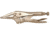 Crescent 6in Long Nose Locking Plier Wi 181-C6NV, Unit EA
