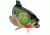 Outside Inside Large Mouth Bass Birdhouse 99806