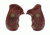 Pachmayr Taurus Firearm Grip, Rosewood Checkered, 63080