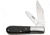 Pakistan Barlow Horn, PA202823
