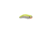 Paul Brown Crazy Croaker