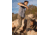 prAna Brion Pant II - Men's, 33 US, Mud, 1969771-201-32-33