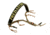 Predator Tactics Game Call Lanyard, Woodland Camo, One Size Fits Most, 97517